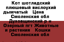 Кот шотладский плюшевый,вислоухий,дымчатый › Цена ­ 1 000 - Смоленская обл., Духовщинский р-н, Озерный пгт Животные и растения » Кошки   . Смоленская обл.